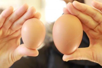 小さい卵を大きい卵、大きさの比較
