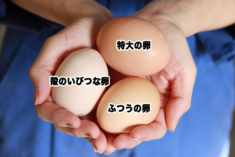 ふつうの卵、特大の卵、いびつな卵